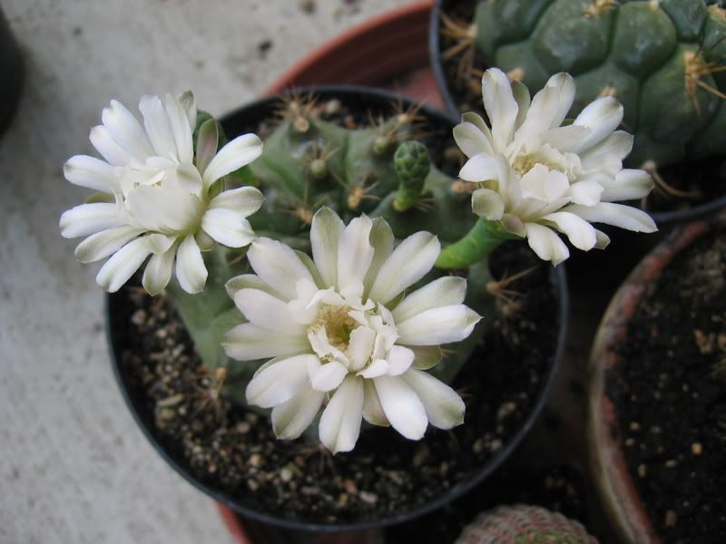 Gymnocalycium24-06-07.jpg