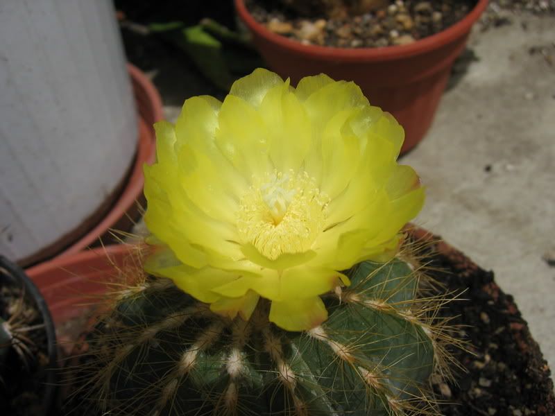 Notocactusmagnificus22-06-07002.jpg