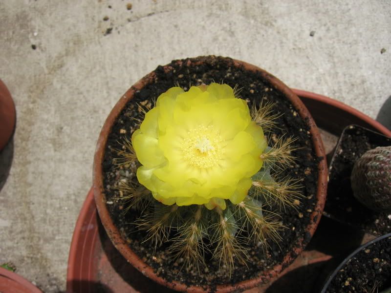 Notocactusmagnificus22-06-07003.jpg