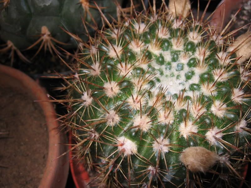 Notocactus13-06-07.jpg