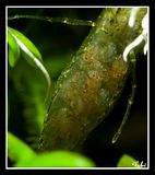 Mis Red cherry (Neocaridina heteropada var red): ficha y fotos