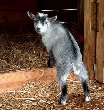 pygmy-goat-0026.jpg