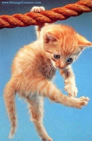 hang.jpg hang in there image by icepheonex