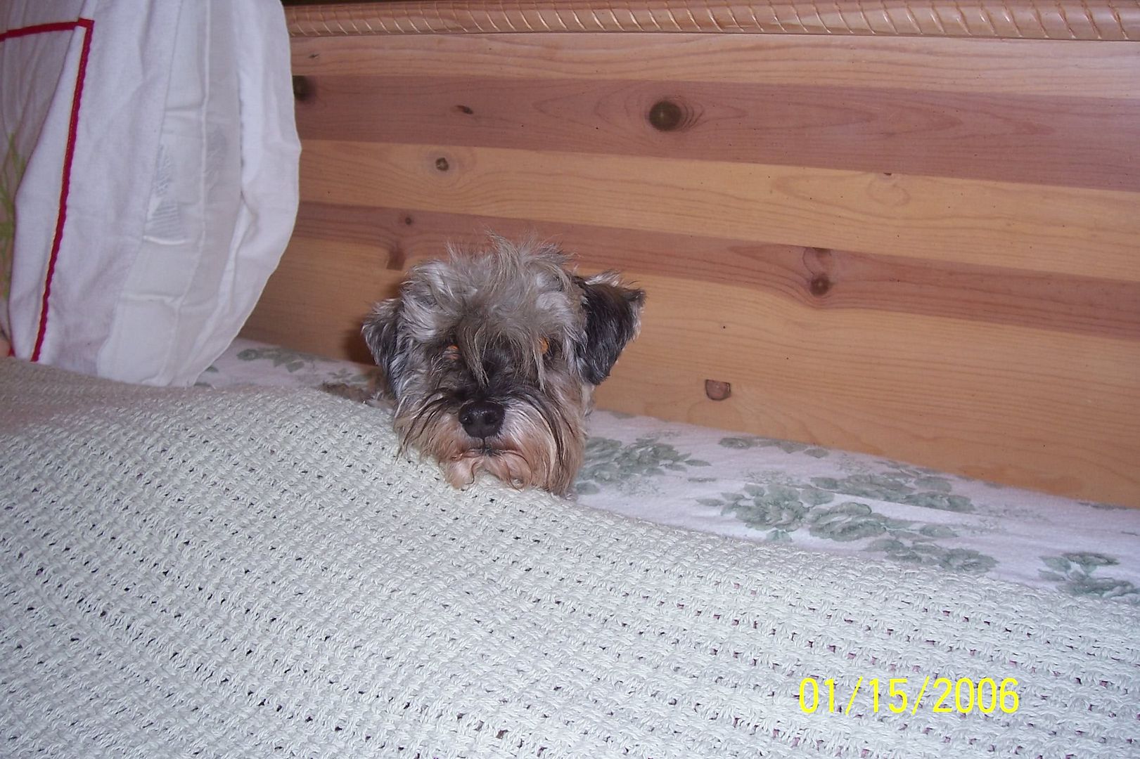 My dog keeps falling off the bed Dogs Page 3 CityData Forum