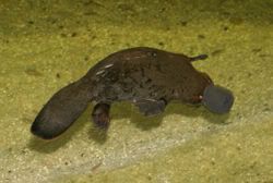 http://i35.photobucket.com/albums/d194/PiracyIsACrime/250px-Platypus.jpg