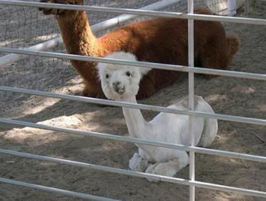 http://i35.photobucket.com/albums/d194/PiracyIsACrime/Alpaca.jpg