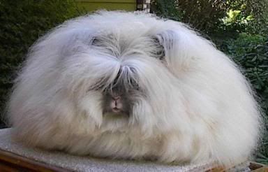 http://i35.photobucket.com/albums/d194/PiracyIsACrime/Angora_rabbit.jpg