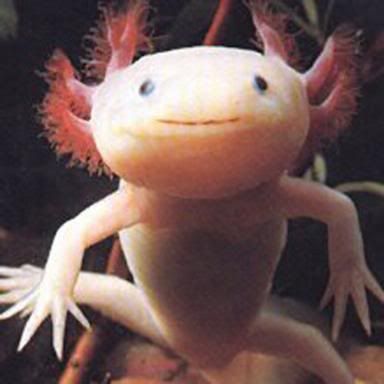 http://i35.photobucket.com/albums/d194/PiracyIsACrime/Axolotl.jpg