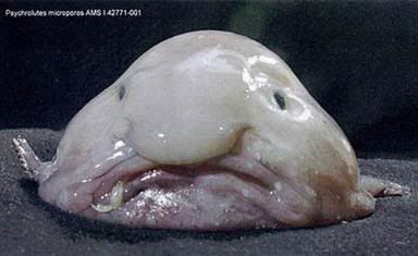 http://i35.photobucket.com/albums/d194/PiracyIsACrime/Blobfish.jpg