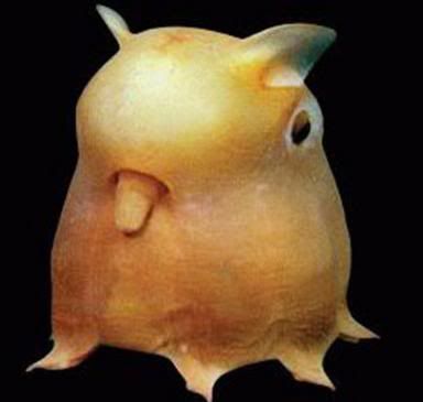 http://i35.photobucket.com/albums/d194/PiracyIsACrime/Dumbo_Octopus.jpg