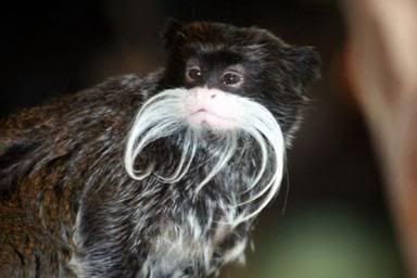 http://i35.photobucket.com/albums/d194/PiracyIsACrime/Emperor_Tamarin.jpg