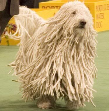 http://i35.photobucket.com/albums/d194/PiracyIsACrime/Komondor_Dog.jpg