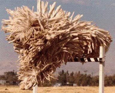 http://i35.photobucket.com/albums/d194/PiracyIsACrime/Komondor_Dog1.jpg