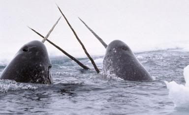 http://i35.photobucket.com/albums/d194/PiracyIsACrime/Narwhal.jpg