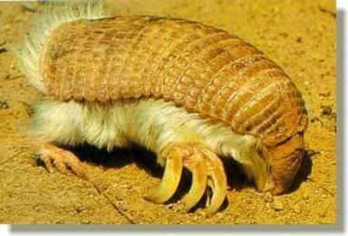 http://i35.photobucket.com/albums/d194/PiracyIsACrime/Pink_Fairy_Armadillo.jpg