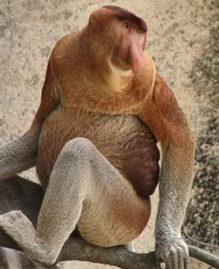 http://i35.photobucket.com/albums/d194/PiracyIsACrime/Proboscis_Monkey.jpg