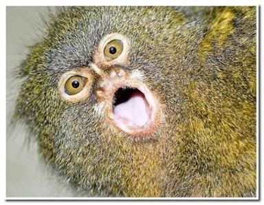 http://i35.photobucket.com/albums/d194/PiracyIsACrime/Pygmy_Marmoset.jpg