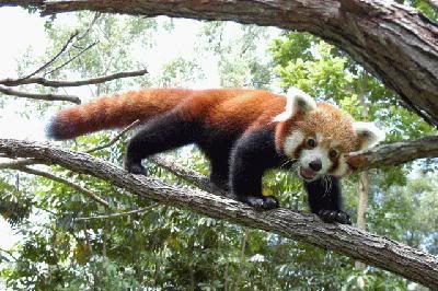 http://i35.photobucket.com/albums/d194/PiracyIsACrime/Red_Panda.jpg