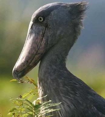 http://i35.photobucket.com/albums/d194/PiracyIsACrime/Shoebill.jpg