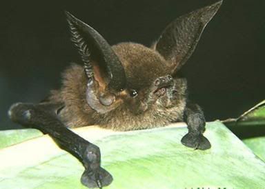 http://i35.photobucket.com/albums/d194/PiracyIsACrime/Sucker-footed_Bat.jpg