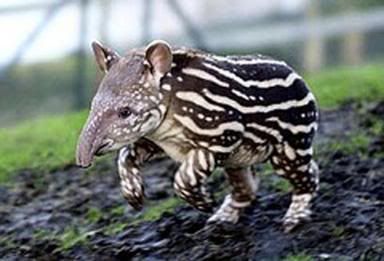 http://i35.photobucket.com/albums/d194/PiracyIsACrime/Tapir.jpg