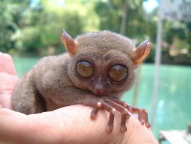 http://i35.photobucket.com/albums/d194/PiracyIsACrime/Tarsier.jpg