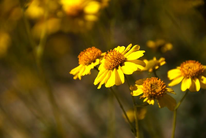 Desert Bloom Pictures, Images and Photos