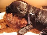 chocolate labs Pictures, Images and Photos