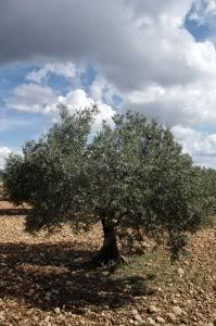 Olive Aid
