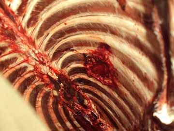 178ribs.jpg