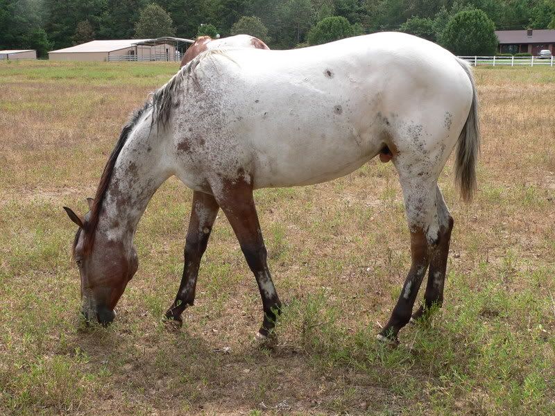 few spot appaloosa