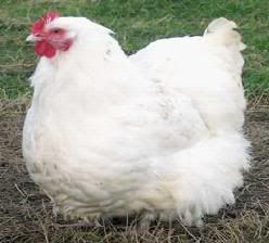 chicken