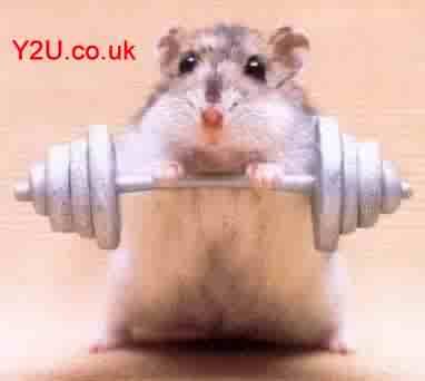 [Image: Hamtaro.jpg]