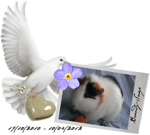 Brandy-SnapTribute.jpg