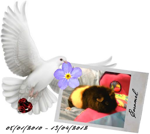 CaramelTribute.jpg
