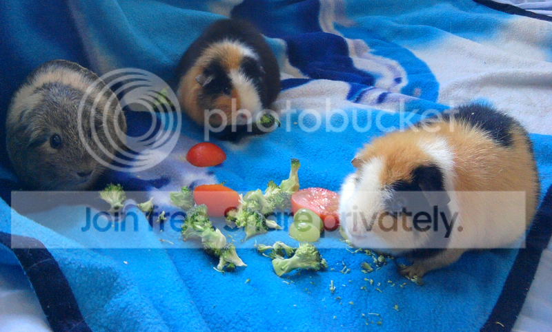 MarbleJellybeanandPancake.png