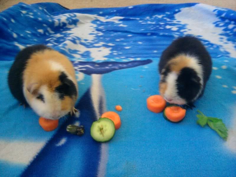 Photo0774.jpg