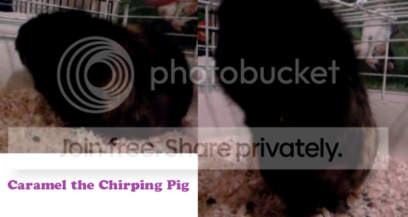 chirpingcaramel.png