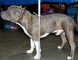 How To Measure Dog Height At Withers : In general, big and tall dogs are more calm and cuddly.