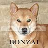 Bonzai
