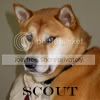 Scout