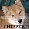 Chipper