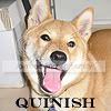 Quinish