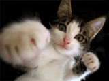 th35FUNNY1.gif