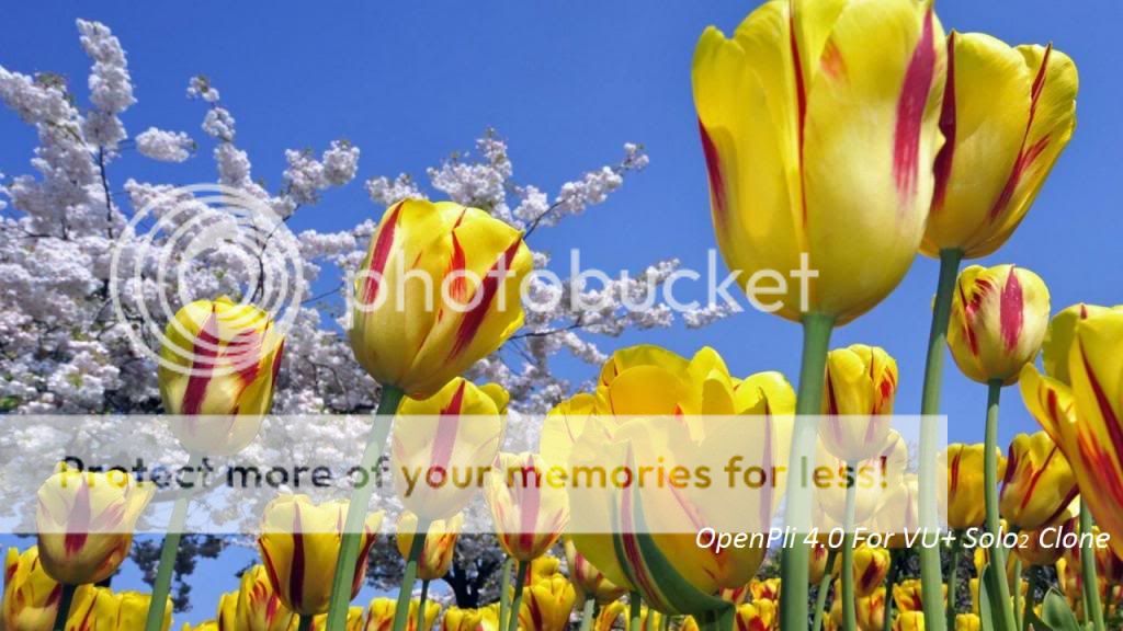spring-yellow-tulips-1280x720best_zps3b60c905.jpg