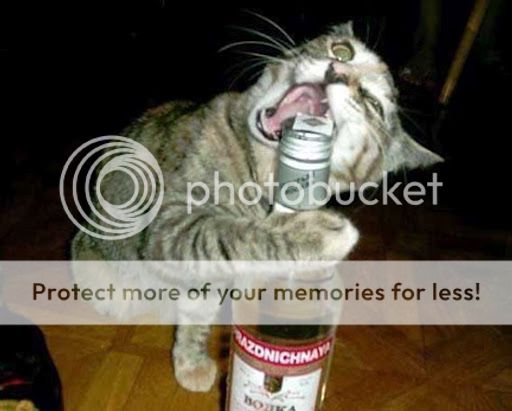 Can-cat-drink-alcohol-01_thumb_zps86289b96.jpg