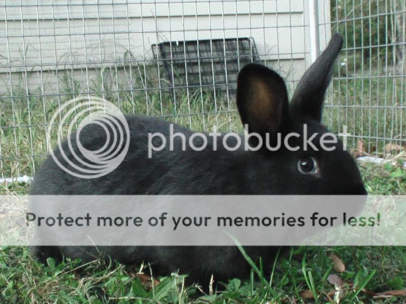 Heritage Silver Fox Rabbits in GA | BackYardHerds - Goats, Horses ...