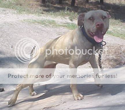 indian bolio pitbull puppies for sale