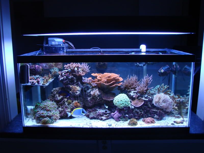 Fishstunnerschematic Powerful Aquarium Lighting General Discussion