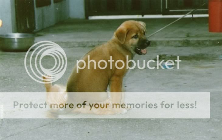 Photo Sharing and Video Hosting at Photobucket